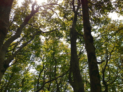selva
