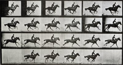Eadweard J. Muybridge, Cavallo in movimento, fotografia da Animal in locomotion, 1887, Rochester, George Eastman House cavalli5